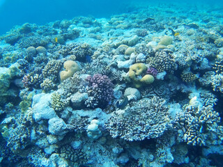 Naklejka na ściany i meble Coral reef with fish in the Red Sea, Sharm El Sheikh, Africa. Underwater marine life