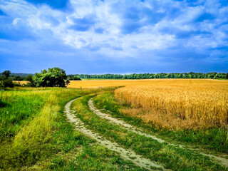 Fototapeta premium landscape with field and blue sky
