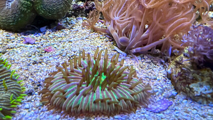 Korallen, Anemonen, Lebewesen in einem Meerwasseraquarioum. 