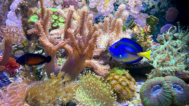 Korallen, Anemonen, Lebewesen in einem Meerwasseraquarioum. 