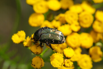 Ein Rosenk&auml;fer auf einem Rainfarnl. Nahaufnahme eines gr&uuml;nen Rosenk&auml;fers.
