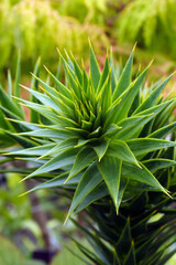 Closeup of the foliage of monkey puzzle tree (Araucaria araucana), an evergreen conifer native to Chile and Argentina