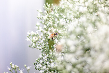 Bee flying around flowers