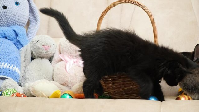 Easter Pet, Pets - Rabbit and Black Kitten Play with Basket and Eggs