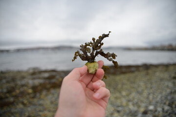 Interesting algae in Tromso Bay, growing right on the rocks
