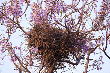 bird nest and lilac Paulownia Flowers  in spring..