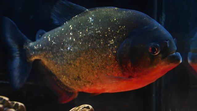 Red-bellied natterer piranha with moving fins in an aquarium. Dangerous fish representative of the underwater world
