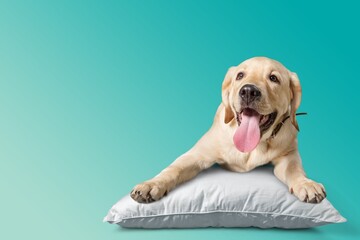 Cute happy dog sleeping on color background
