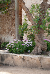 Arriate en barrio medieval con árbol retorcido y flores púrpuras.