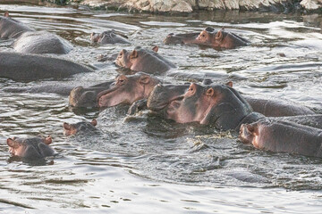 Hippos cooling off in a water hole in the Serengeti national Park.