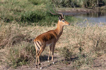 An impala attends alert and looks out for prey.