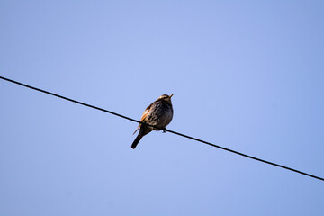 電線にとまるヒヨドリ　冬