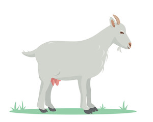 White Goat standing on grass. Domestic goat Farm animal isolated on white background.. Vector flat or cartoon illustration.