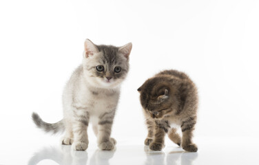 portrait of two beautiful moving kittens on a white background isolated.two kittens together close-up isolated