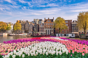 Amsterdam Netherlands, city skyline at canal waterfront with spring tulip flower - obrazy, fototapety, plakaty
