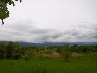 Storm coming on the farm with pasture and animals grazing, dairy cows and corn crop.