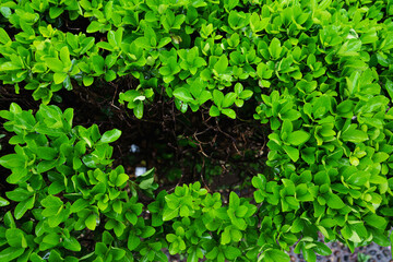 green leaves  growing in the garden after rain，a perfect bacckground.