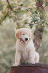 Golden Retriever puppy walks in the flowers in the summer on a sunny day