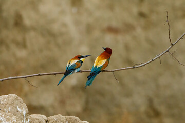 Colorful Bee Eater in the Danube Delta	