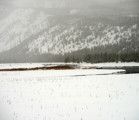 Yellowstone Winter Snow Madison River with Elk Cow