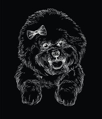 Engraving illustration of a Bichon Frise dog on a black background