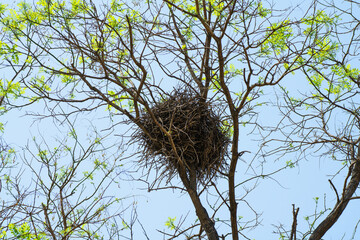bird nest in tree with new green leaves in spring