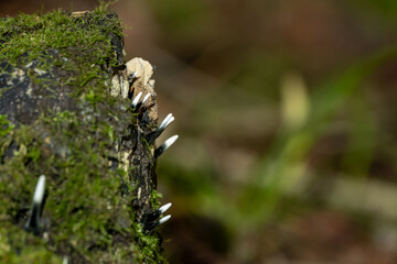 Naklejka na ściany i meble Xylaria hypoxylon mushrooms growing on a dead tree in the forest, macro