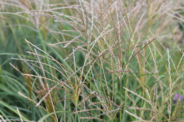 Bothriochloa ischaemum. Redish flowers of grass yellow bluestem.