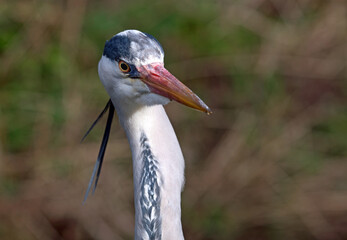 Portrait of Grey Heron, Irish wildlife