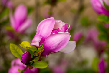 Blooming magnolia in spring. Beautiful buds of pink flowers close-up with blurred space for text.