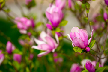 Fototapeta premium Blooming magnolia in spring. Beautiful buds of pink flowers close-up with blurred space for text.