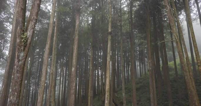 Mystical woodland enveloped in fog in Alishan national forest recreation area