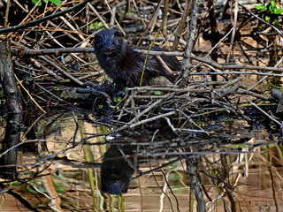Mink -small mammals, Ireland, Irish wildlife
