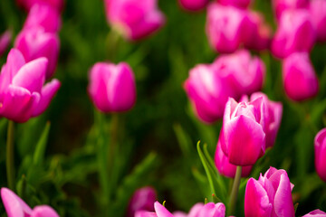 Obraz premium Blooming tulips. Spring floral background. Field of bright beautiful tulips close-up. Colorful tulips at the Holland Flower Festival. long banner