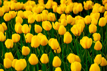 Blooming tulips. Spring floral background. Field of bright beautiful tulips close-up. Colorful tulips at the Holland Flower Festival. long banner