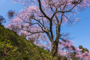 奈良県 吉野山の桜と春景色