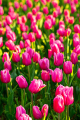 Blooming tulips. Spring floral background. Field of bright beautiful tulips close-up. Colorful tulips at the Holland Flower Festival. long banner