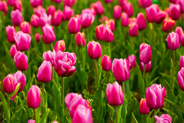 Obraz premium Blooming tulips. Spring floral background. Field of bright beautiful tulips close-up. Colorful tulips at the Holland Flower Festival. long banner