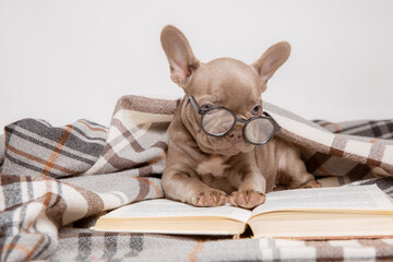 French bulldog puppy with glasses and a book on a white background