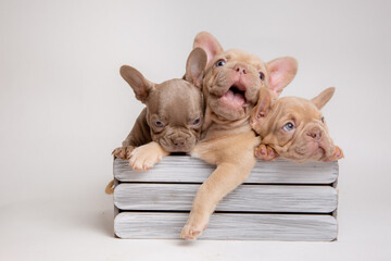 a group of French bulldog puppies are sitting in a basket on a white background