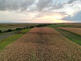 field of corn 