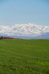 Fototapeta premium 春の緑の牧草畑と残雪の山並み 十勝岳 