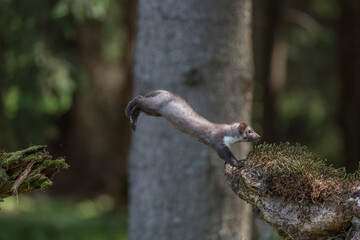 Stone marten, Martes foina, with clear green background. Beech marten, detail portrait of forest...