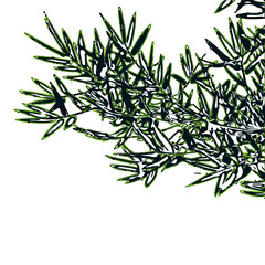 Color sketch of bamboo leaves with transparent background