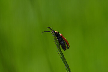 Feuerkäfer (Pyrochroidae)