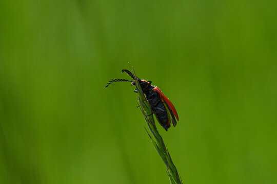 Feuerk&auml;fer (Pyrochroidae)