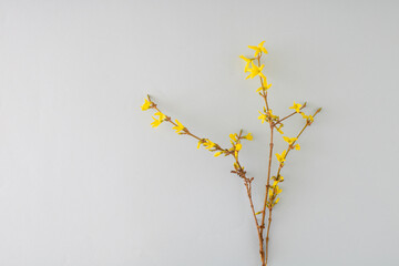 Yellow flowers bloom on grey background. Minimal spring natural concept with copy space for text or quote.