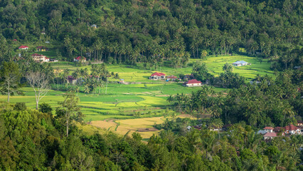 Obraz premium beautiful rice terraces in tropical land