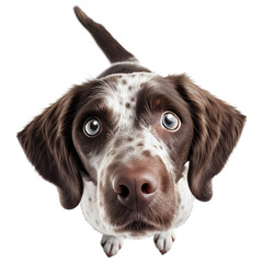 brown white  short hair dog looking at you , isolated on transparent background cutout , generative ai