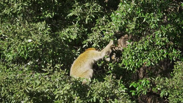 Wild monkey grap a wild fruit from a tree